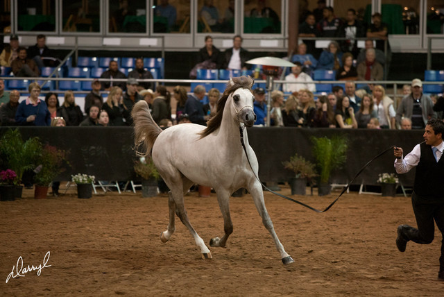 2012 Scottsdale Show Photos | Darryl Larson
