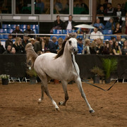 2012 Scottsdale Show Photos | Darryl Larson