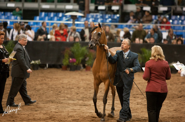 2012 Scottsdale Show Photos | Darryl Larson