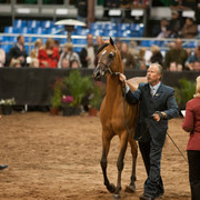 2012 Scottsdale Show Photos | Darryl Larson