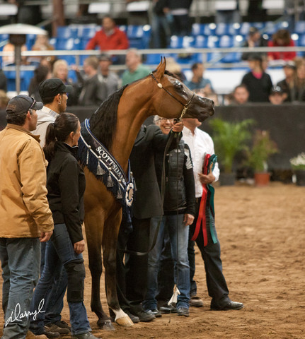 2012 Scottsdale Show Photos | Darryl Larson
