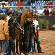 2012 Scottsdale Show Photos | Darryl Larson