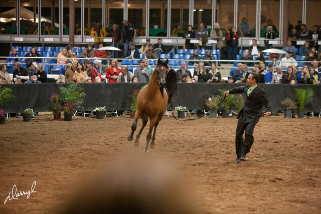 2012 Scottsdale Show Photos | Darryl Larson
