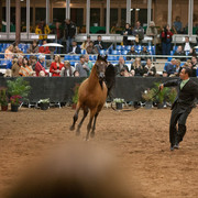 2012 Scottsdale Show Photos | Darryl Larson