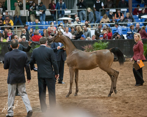 2012 Scottsdale Show Photos | Darryl Larson