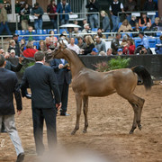 2012 Scottsdale Show Photos | Darryl Larson