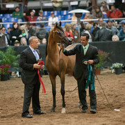 2012 Scottsdale Show Photos | Darryl Larson