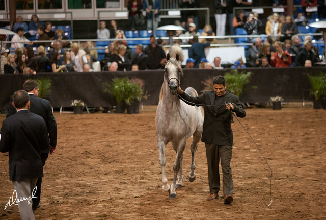 2012 Scottsdale Show Photos | Darryl Larson