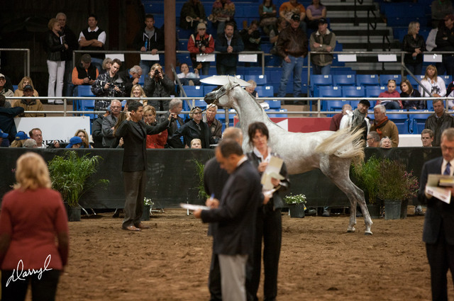 2012 Scottsdale Show Photos | Darryl Larson