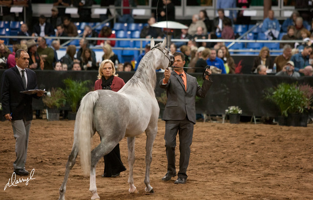 2012 Scottsdale Show Photos | Darryl Larson