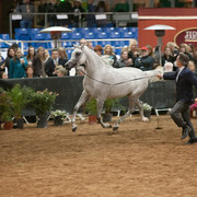 2012 Scottsdale Show Photos | Darryl Larson
