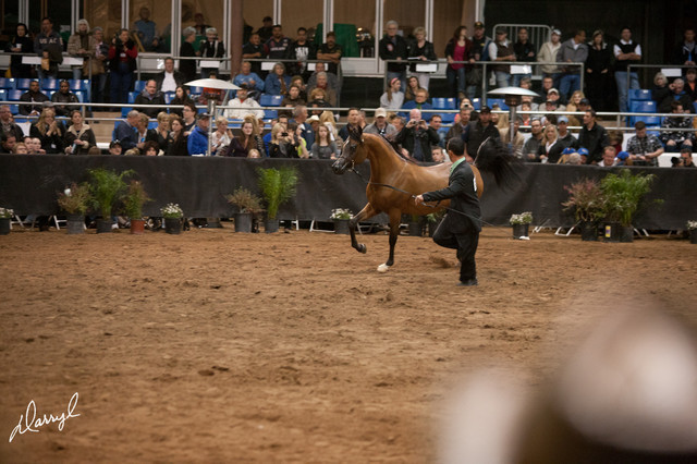 2012 Scottsdale Show Photos | Darryl Larson
