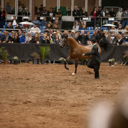 2012 Scottsdale Show Photos | Darryl Larson