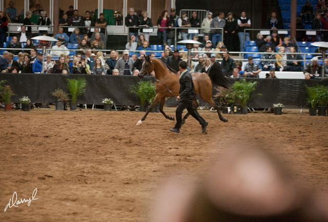 2012 Scottsdale Show Photos | Darryl Larson