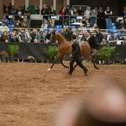 2012 Scottsdale Show Photos | Darryl Larson