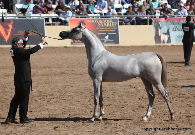 2012 Scottsdale Show Championship Day
