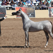 2012 Scottsdale Show Championship Day