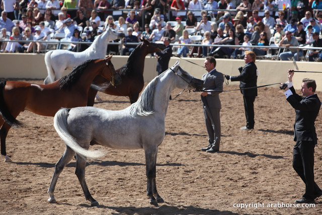 2012 Scottsdale Show Championship Day