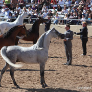 2012 Scottsdale Show Championship Day