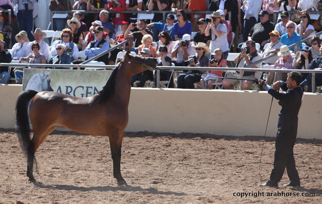 2012 Scottsdale Show Championship Day