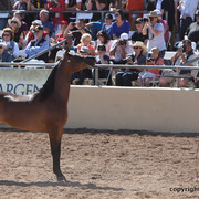 2012 Scottsdale Show Championship Day