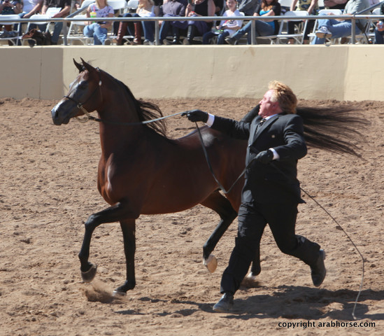 2012 Scottsdale Show Championship Day