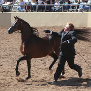 2012 Scottsdale Show Championship Day