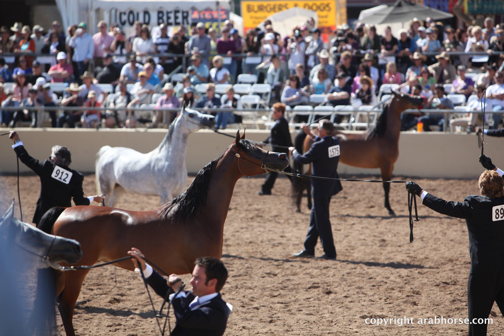 2012 Scottsdale Show Championship Day