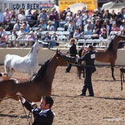 2012 Scottsdale Show Championship Day