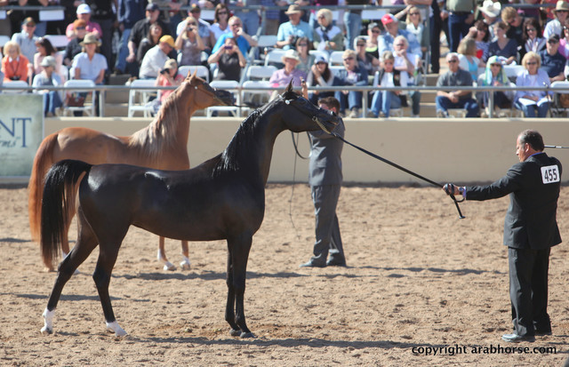 2012 Scottsdale Show Championship Day