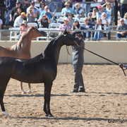 2012 Scottsdale Show Championship Day