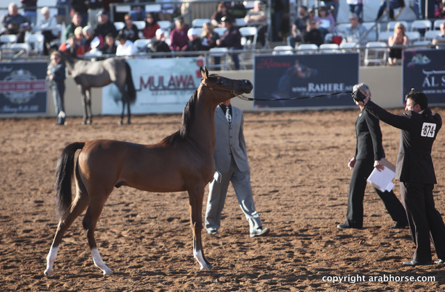 2012 Scottsdale Show Championship Day