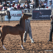 2012 Scottsdale Show Championship Day