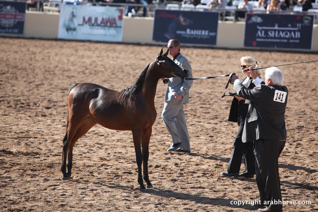 2012 Scottsdale Show Championship Day