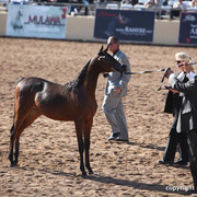 2012 Scottsdale Show Championship Day