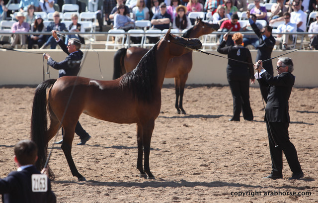 2012 Scottsdale Show Championship Day