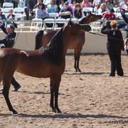 2012 Scottsdale Show Championship Day