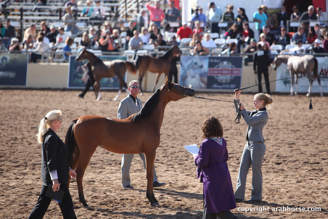 2012 Scottsdale Show Championship Day