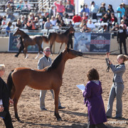 2012 Scottsdale Show Championship Day
