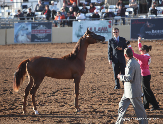 2012 Scottsdale Show Championship Day