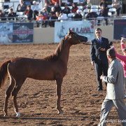 2012 Scottsdale Show Championship Day