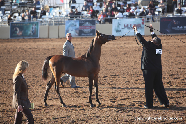 2012 Scottsdale Show Championship Day