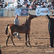 2012 Scottsdale Show Championship Day