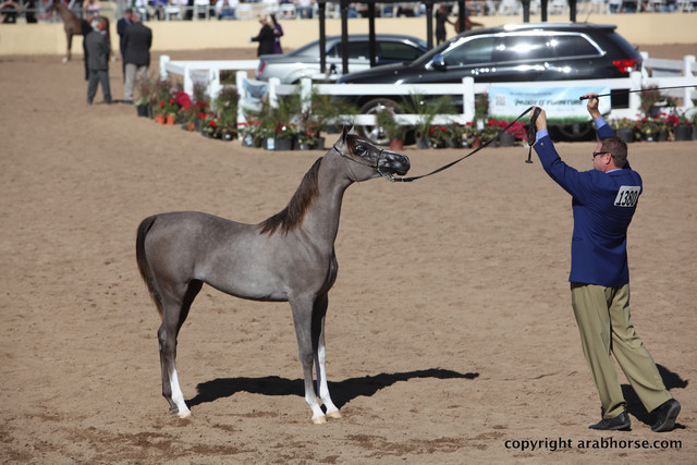 2012 Scottsdale Show Championship Day