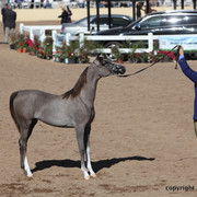 2012 Scottsdale Show Championship Day