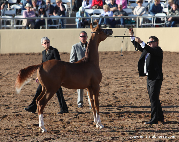 2012 Scottsdale Show Championship Day
