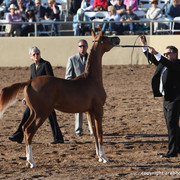 2012 Scottsdale Show Championship Day