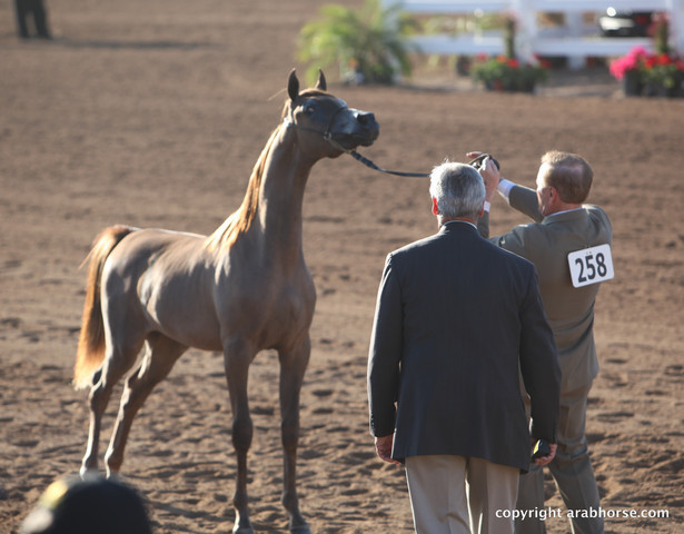 2012 Scottsdale Show Championship Day