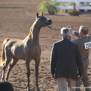2012 Scottsdale Show Championship Day