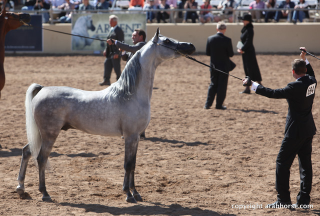 2012 Scottsdale Show Championship Day